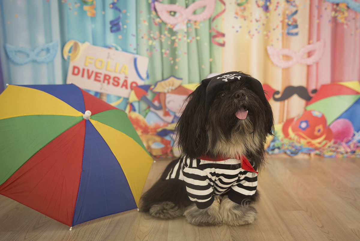 O Shih-tzu Heros, de pirata, posando para fotos no cenário de carnaval