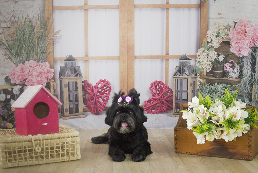 Ensaio Pet - Dia das Mães - Aisha