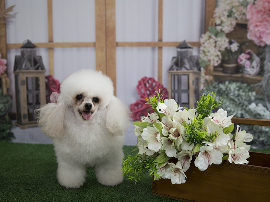 Ensaio Pet - Dia das Mães - Branca 