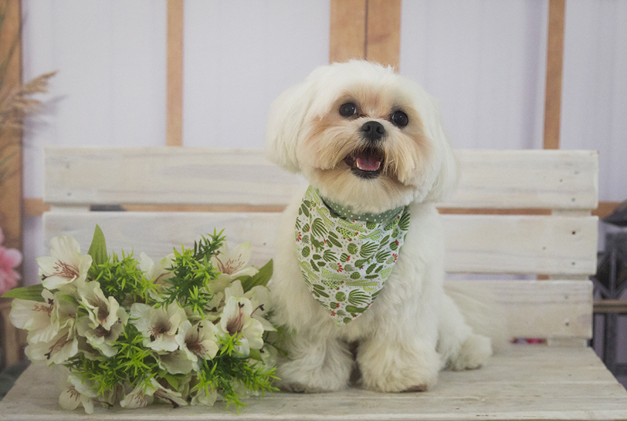Ensaio Pet - Dia das Mães - Snoppy