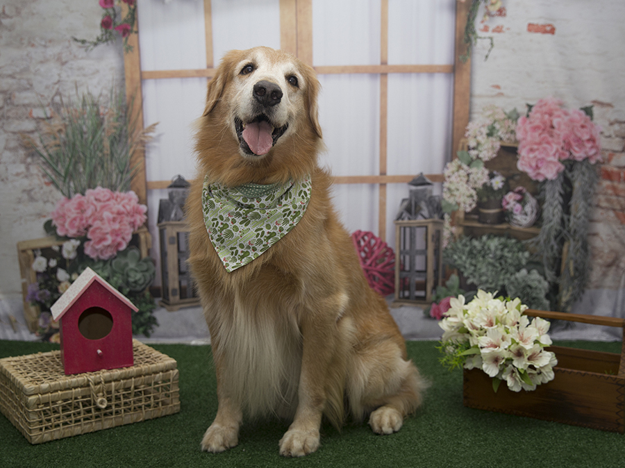 Ensaio Pet - Dia das Mães - Dom