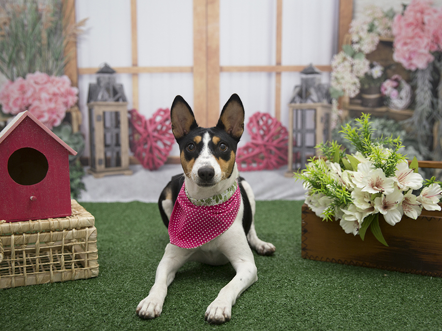 Ensaio Pet - Dia das Mães - Filó