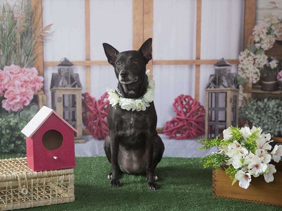 Ensaio Pet - Dia das Mães - Frida