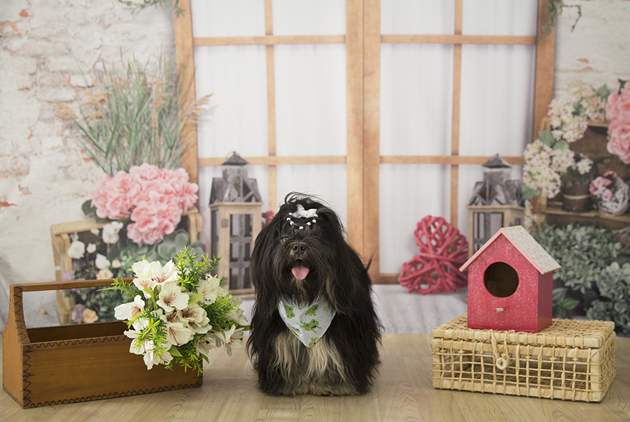 Ensaio Pet - Dia das Mães - Heros