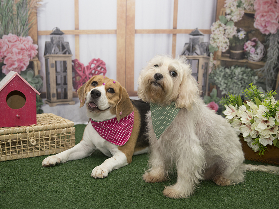 Ensaio Pet - Dia das Mães - Jenny e Pepê