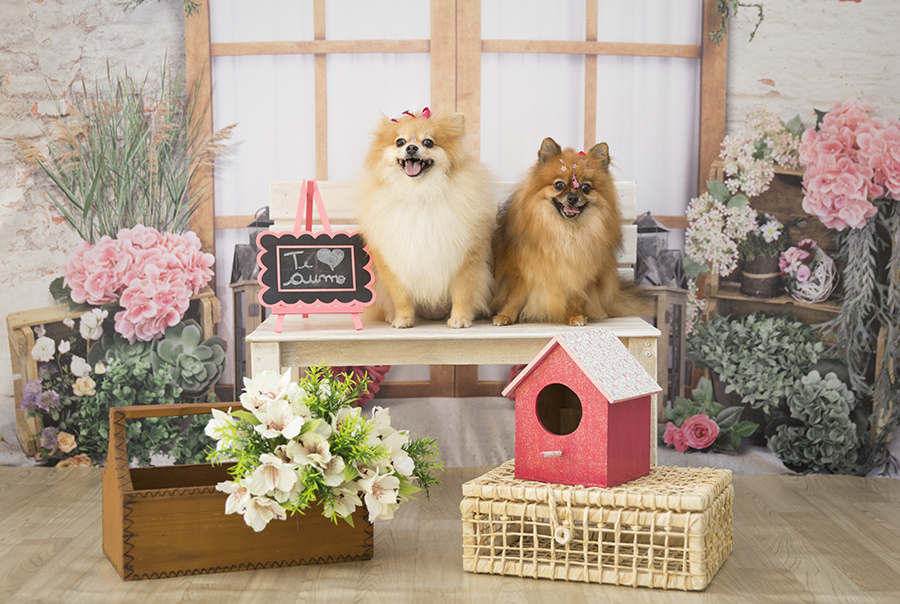 Ensaio Pet - Dia das Mães - Kiara e Luna