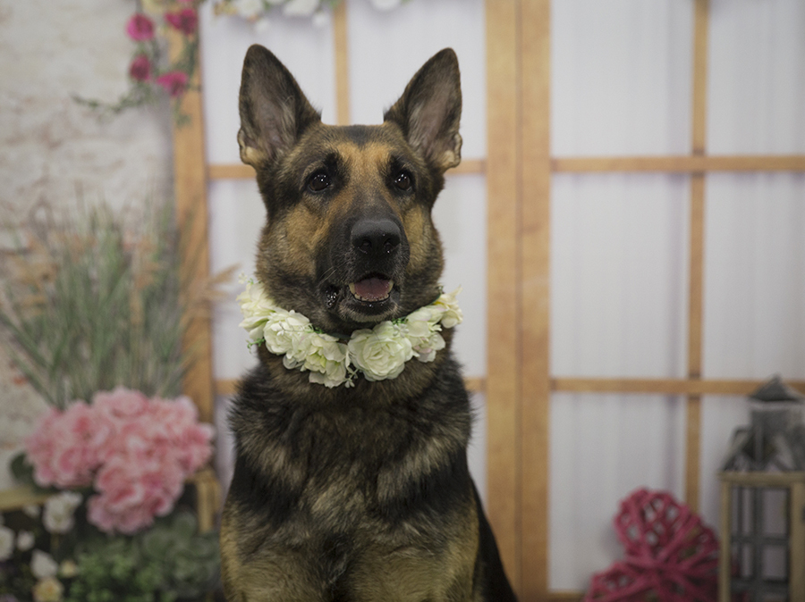 Ensaio Pet - Dia das Mães - Kira