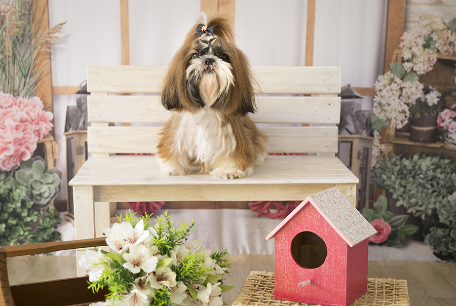 Ensaio Pet - Dia das Mães - Lola