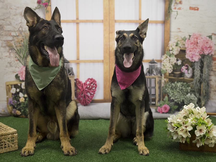 Ensaio Pet - Dia das Mães - Boss e Maia