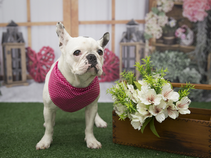 Ensaio Pet - Dia das Mães - Meg