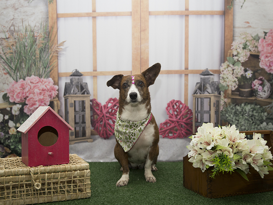 Ensaio Pet - Dia das Mães - Mel