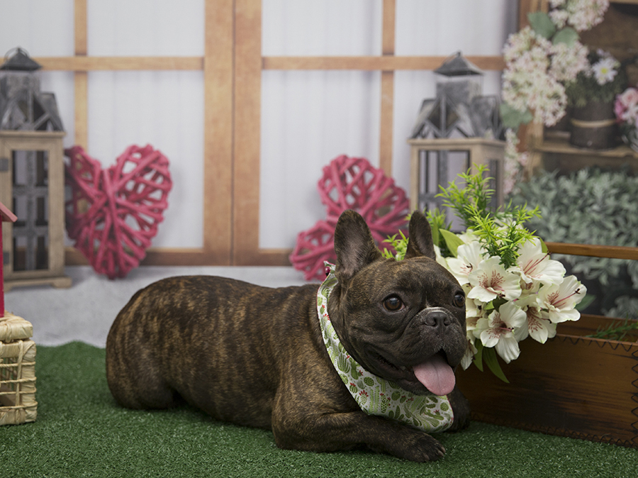 Ensaio Pet - Dia das Mães - Panceta