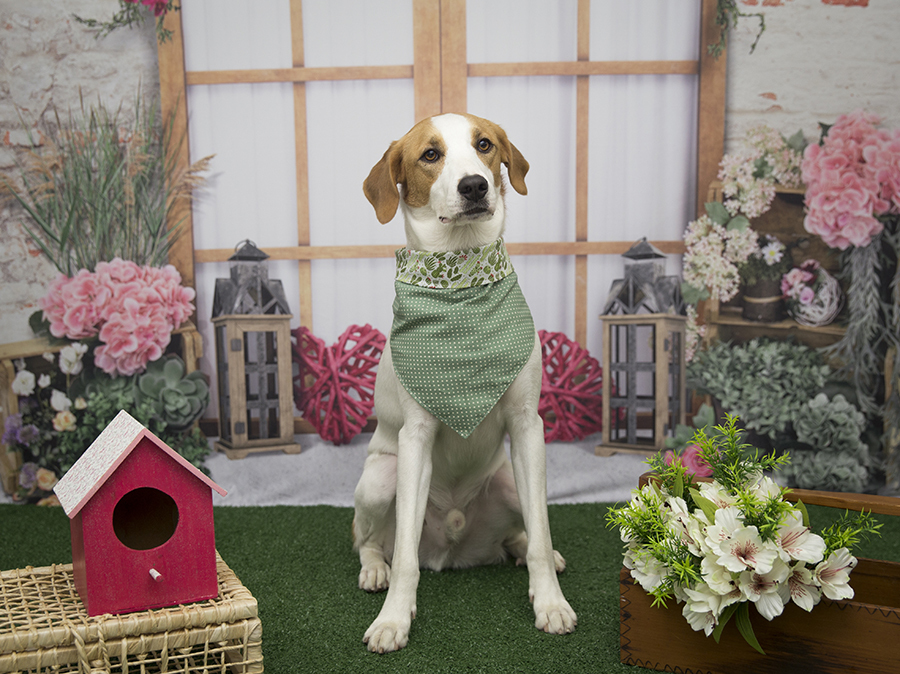 Ensaio Pet - Dia das Mães - Pancho