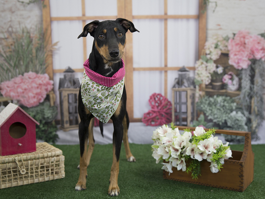 Ensaio Pet - Dia das Mães - Pimenta