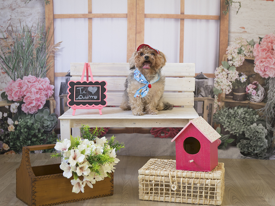 Ensaio Pet - Dia das Mães - Pingo