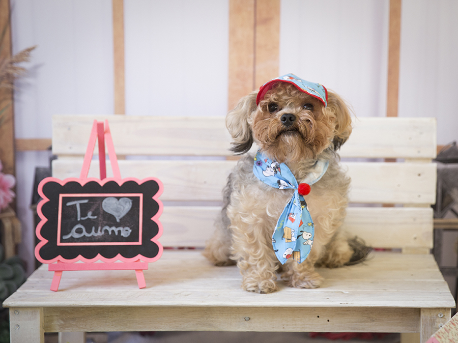 Ensaio Pet - Dia das Mães - Pingo