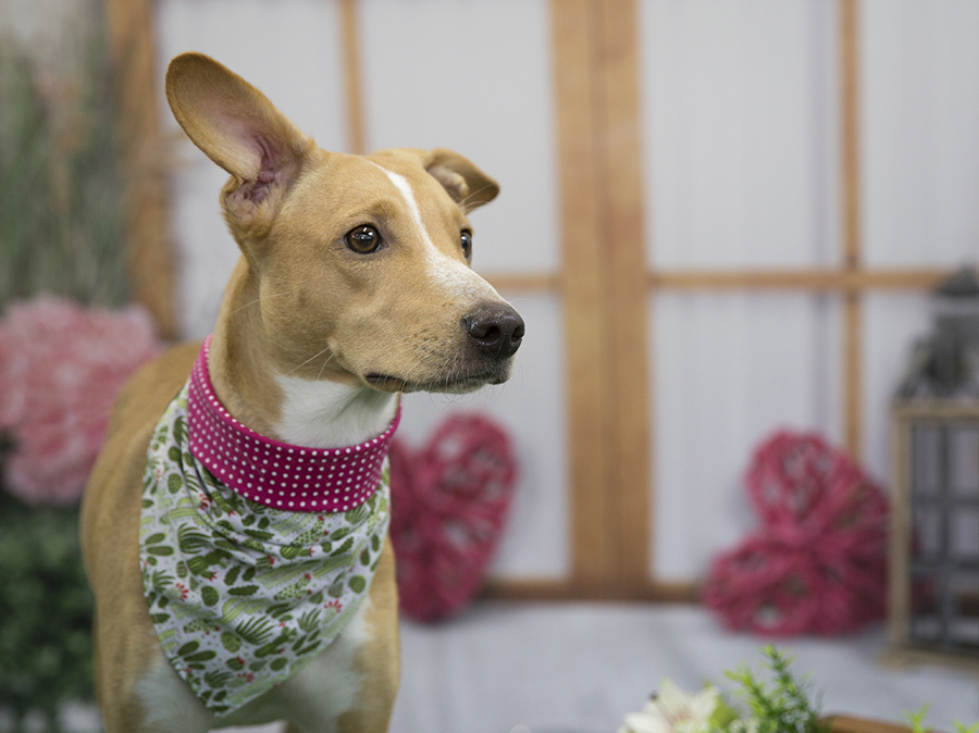 Ensaio Pet - Dia das Mães - Rubi