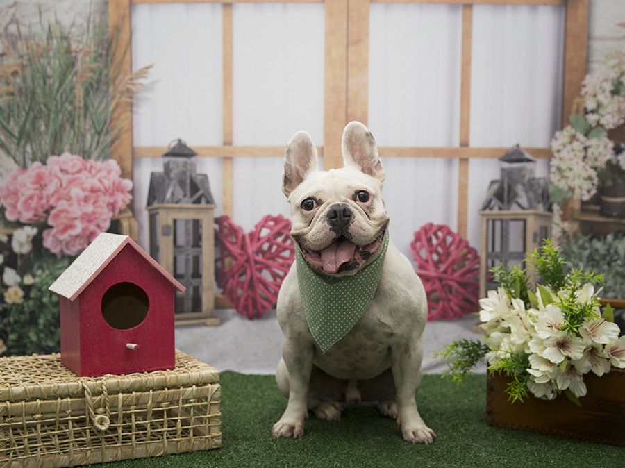 Ensaio Pet - Dia das Mães - Snow