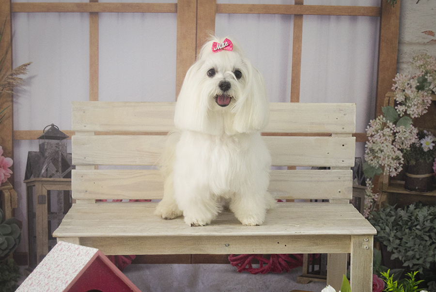 Ensaio Pet - Dia das Mães - Sunny