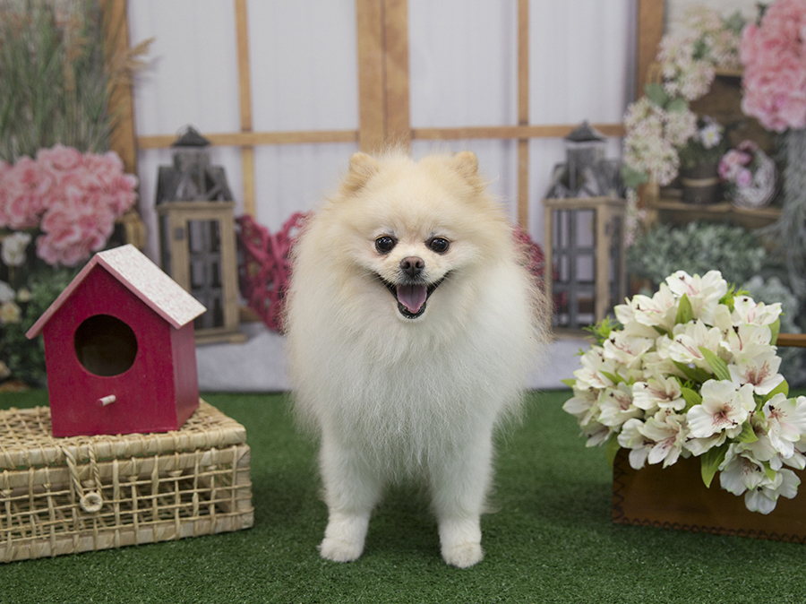 Ensaio Pet - Dia das Mães - Sushi