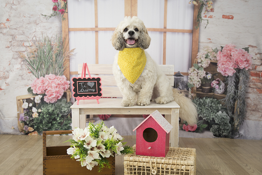 Ensaio Pet - Dia das Mães - Thor