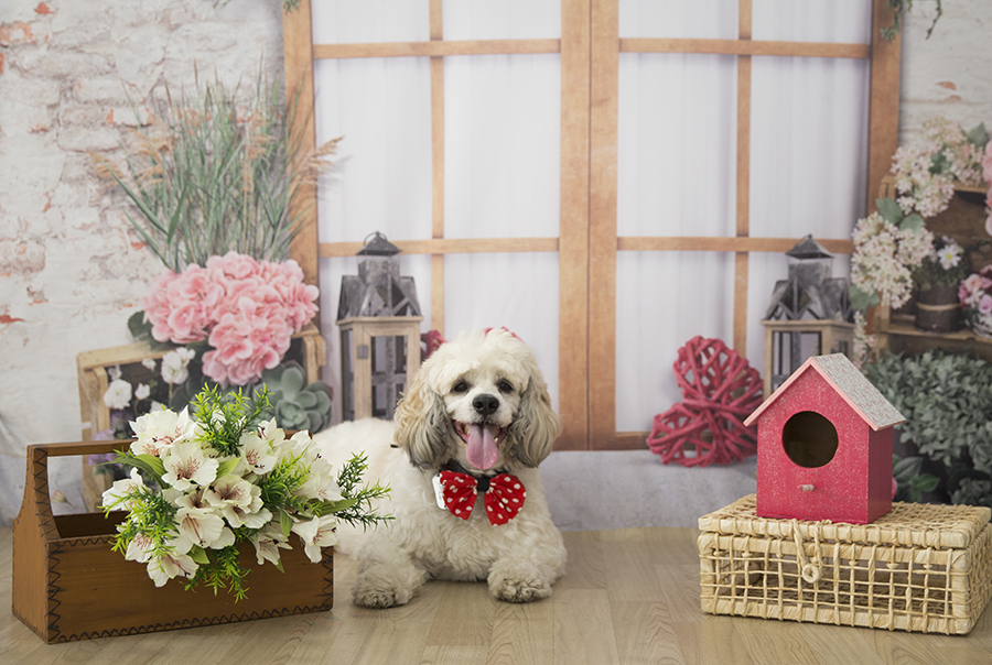 Ensaio Pet - Dia das Mães - Thor