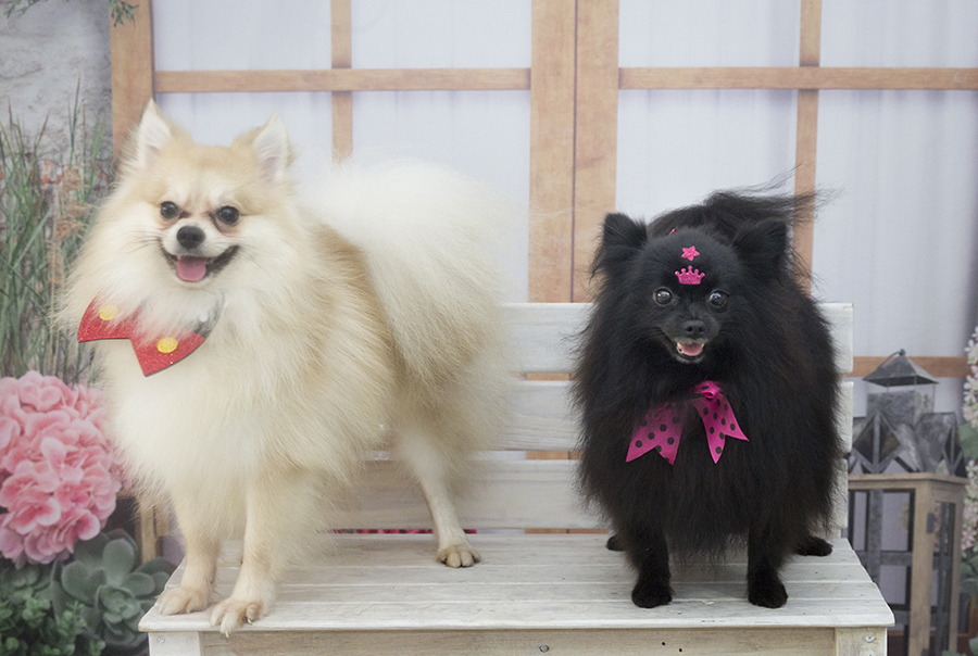 Ensaio Pet - Dia das Mães - Tobby e Bella