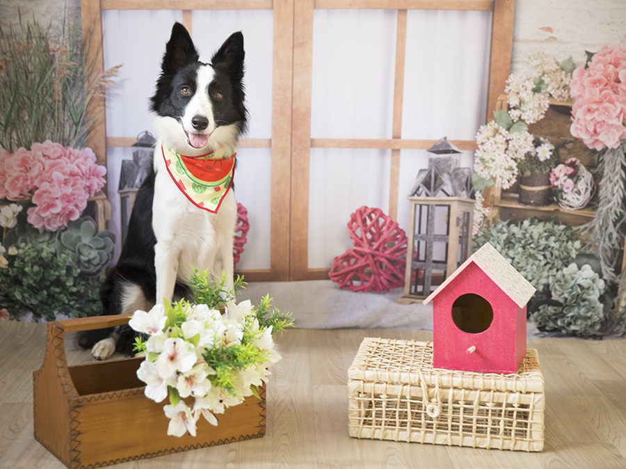 Ensaio Pet - Dia das Mães - vic