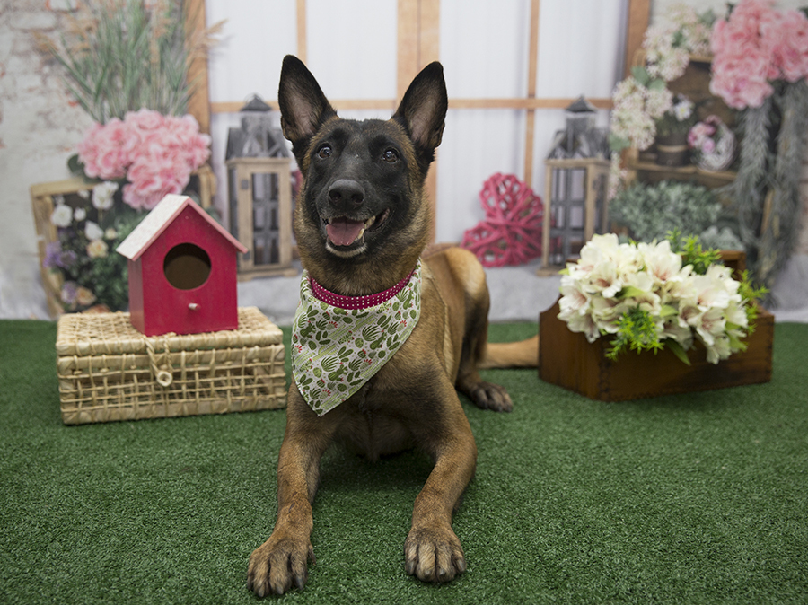 Ensaio Pet - Dia das Mães - Amy