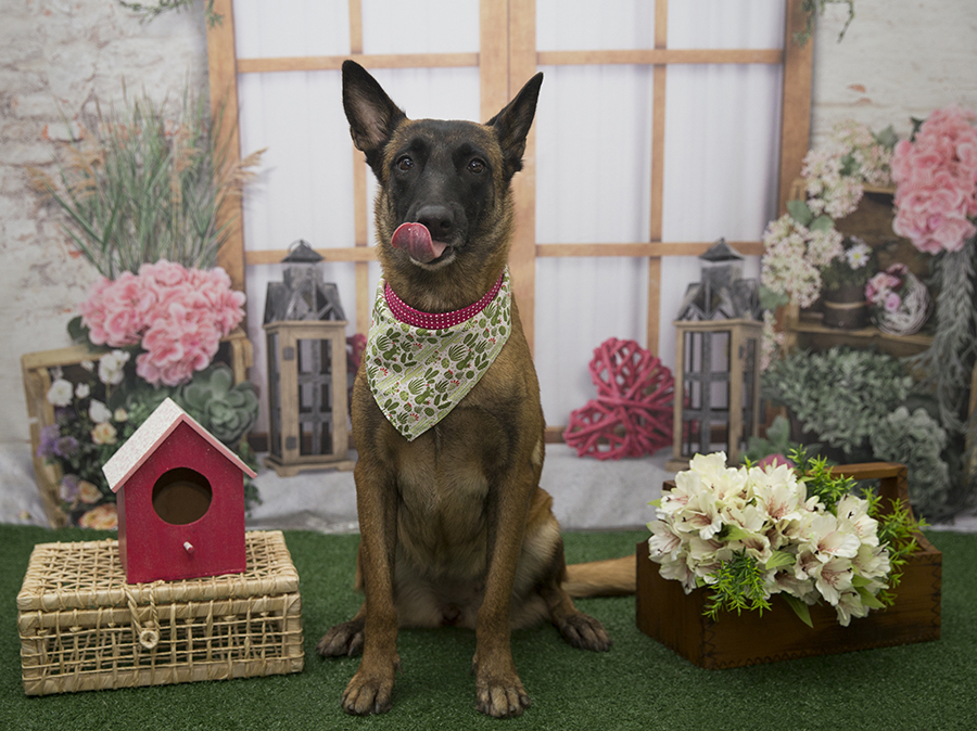 Ensaio Pet - Dia das Mães - Amy