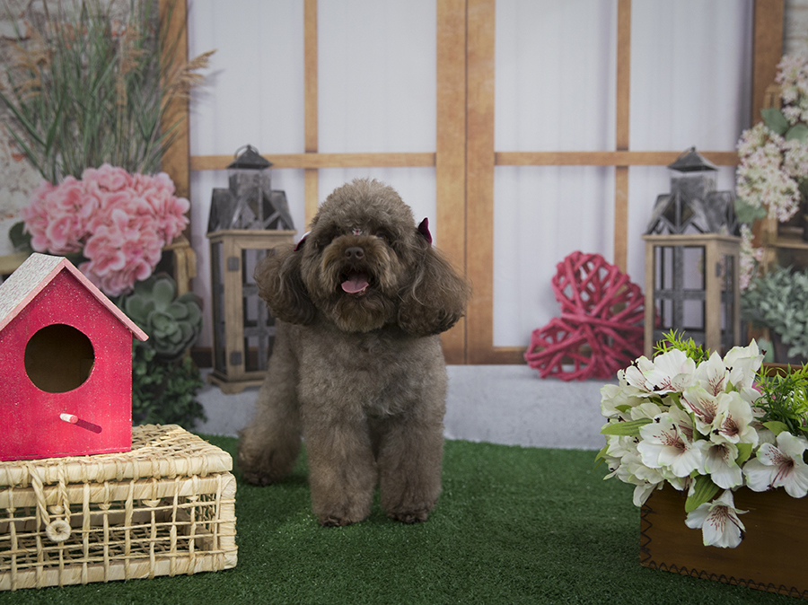 Ensaio Pet - Dia das Mães - Cacau