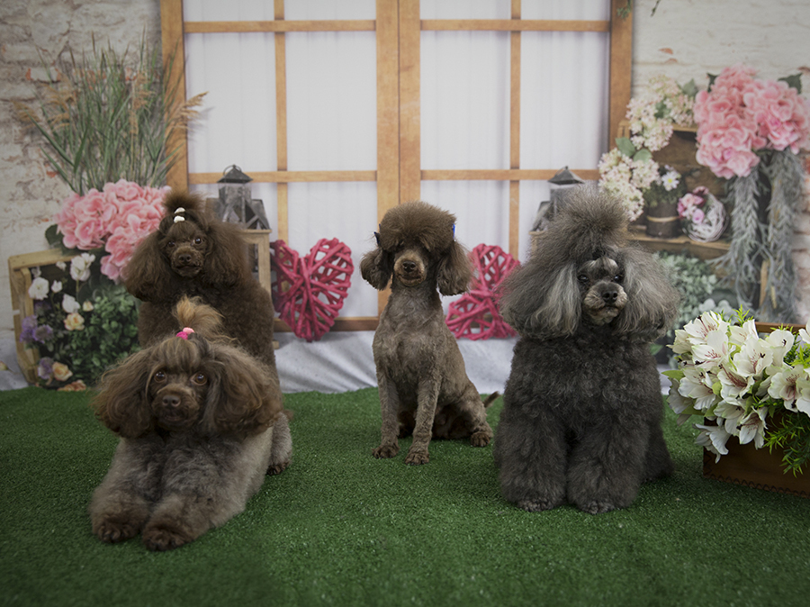 Ensaio Pet - Dia das Mães - Carmen, Nutella, Brad Pitt e Di Ferrero