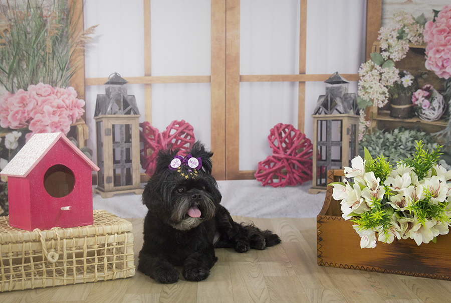 Ensaio Pet - Dia das Mães - Aisha