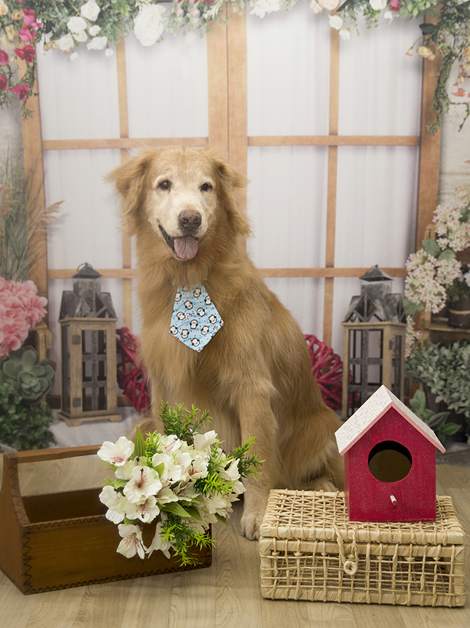 Ensaio Pet - Dia das Mães - Fred