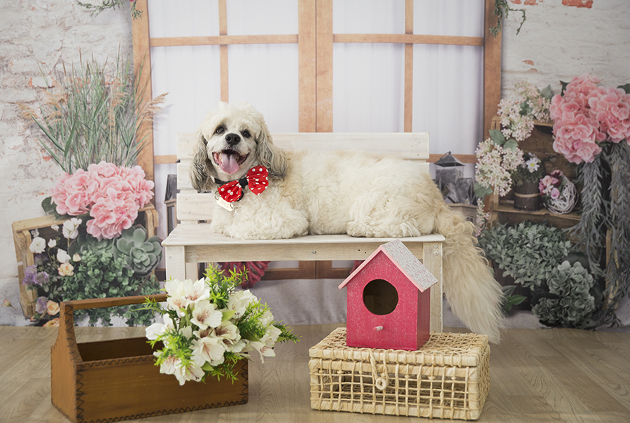 Ensaio Pet - Dia das Mães - Thor