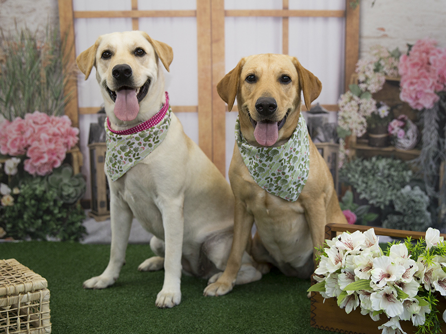 Ensaio Pet - Dia das Mães - Fuinha e Fumiga