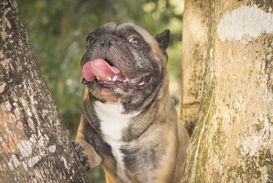 Bóris o buldogue francês faz pose no tronco das árvores