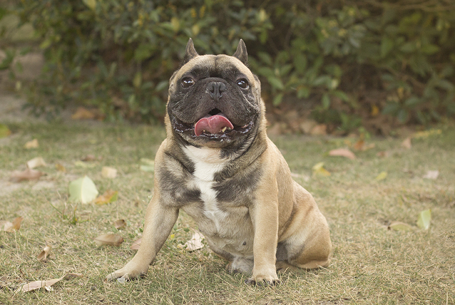 Bóris o buldogue francês descansa sentado na grama
