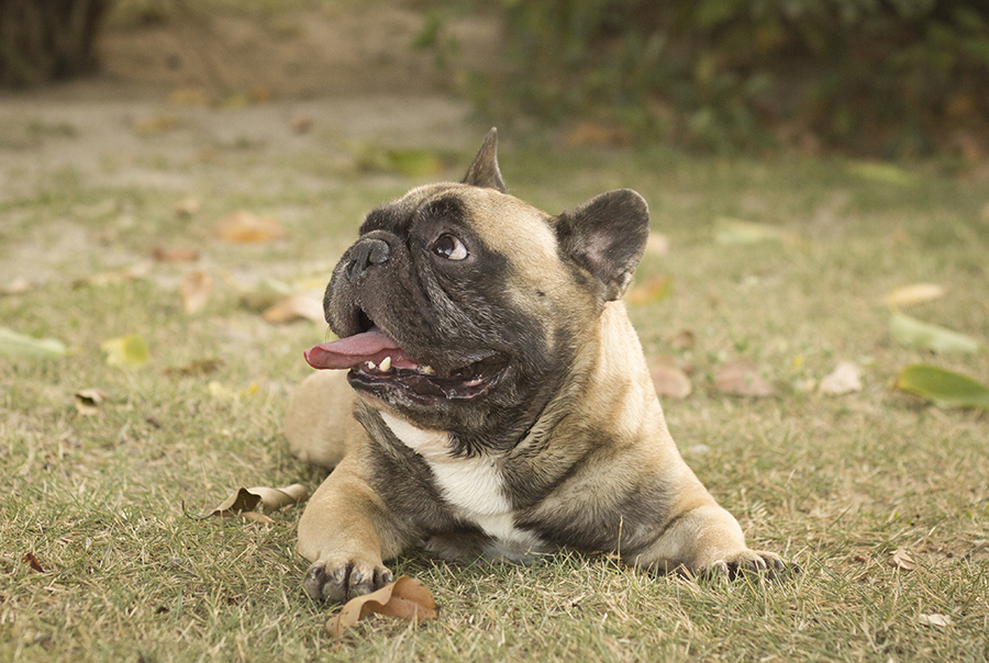 Bóris o buldogue francês descansa deitado na grama