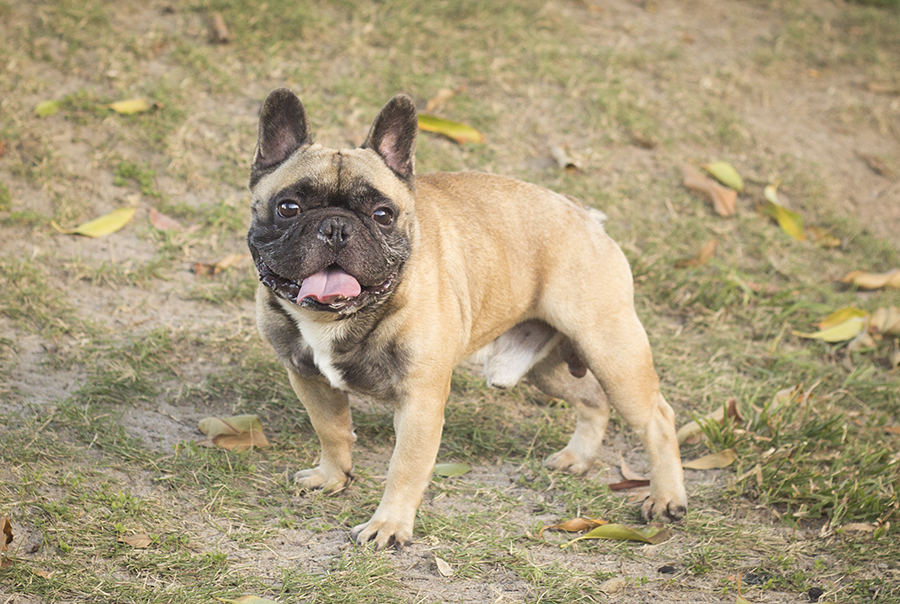Bóris o buldogue francês na grama