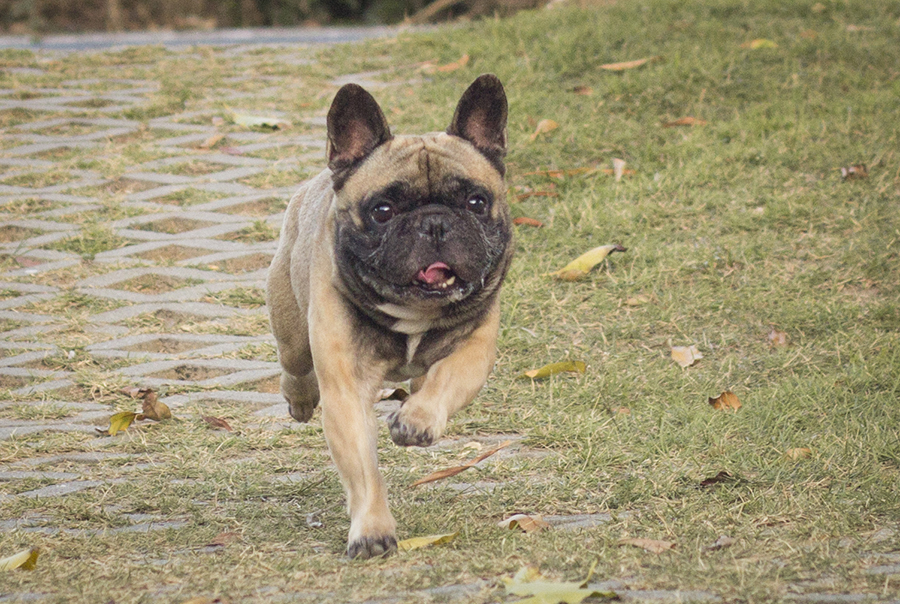 Bóris o buldogue francês corre despreocupado pela praça