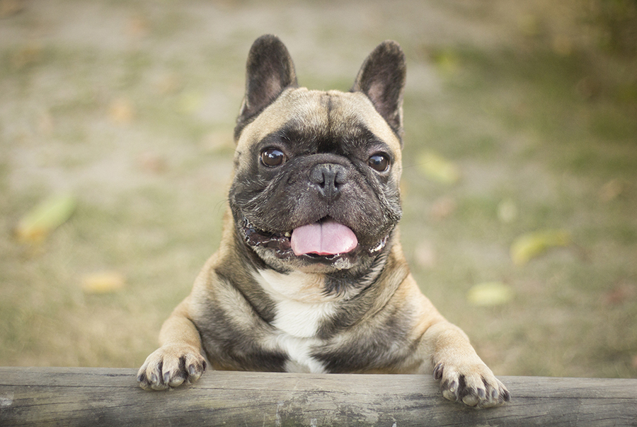 close do buldogue francês Bóris, com as patinhas apoiadas no banco