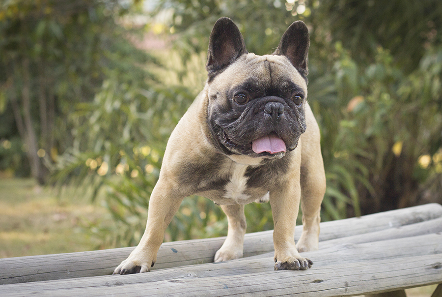 Bóris posa com língua da fora no banco do parque