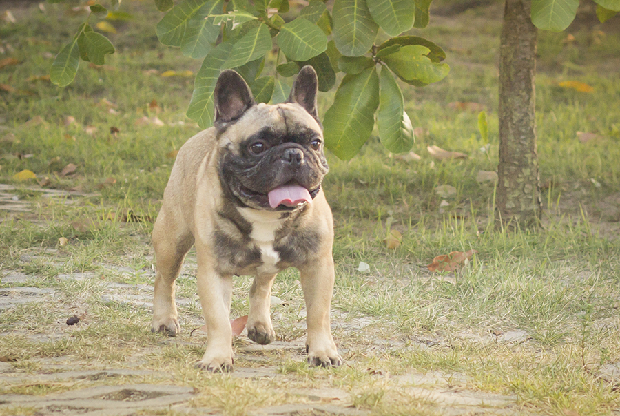 Bóris curtindo uma graminha no parque