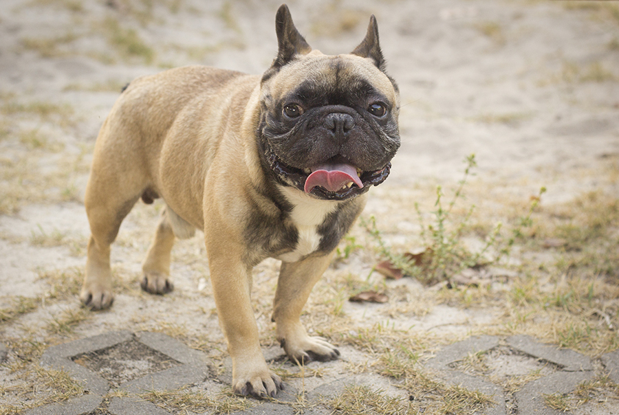 Bóris curtindo no parque
