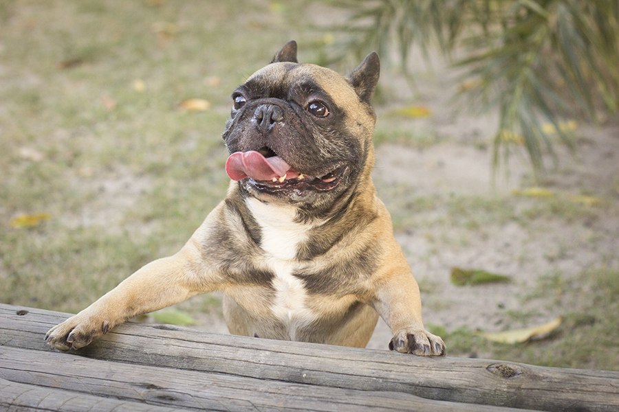 Bóris o buldogue francês tenta subir no banco 