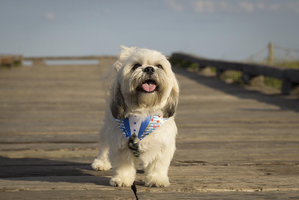 Alfredo, posa no deck do parque