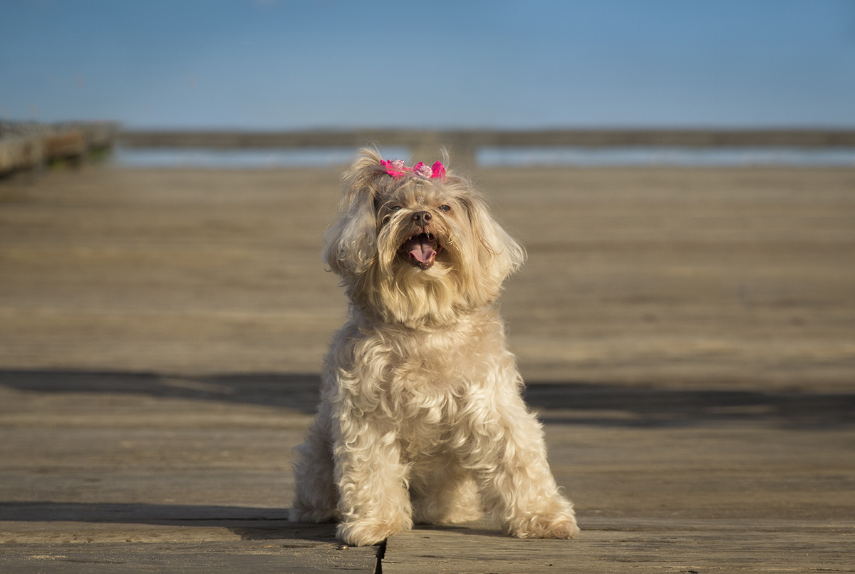 Milka, posa no deck do parque