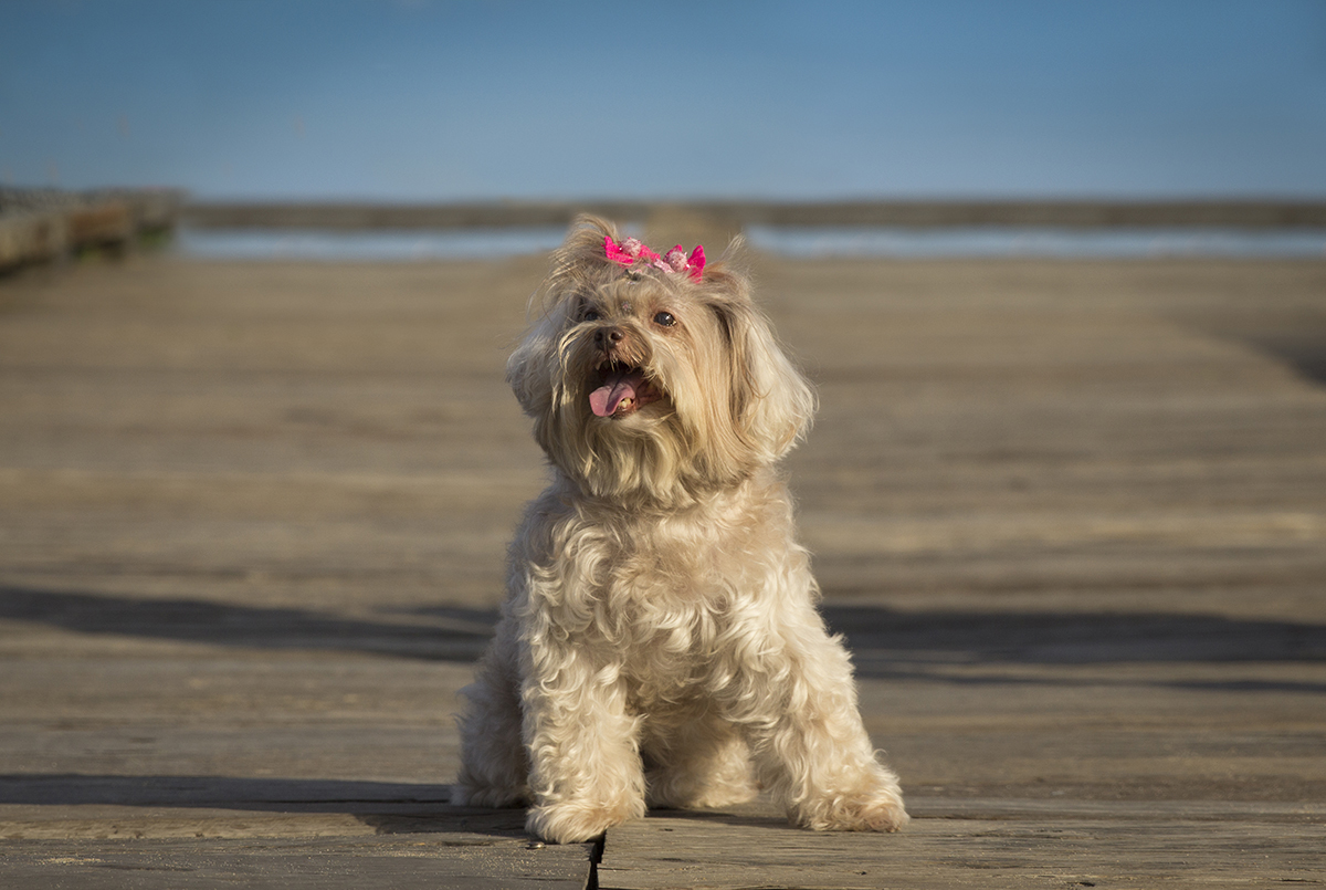 Milka, posa no deck do parque