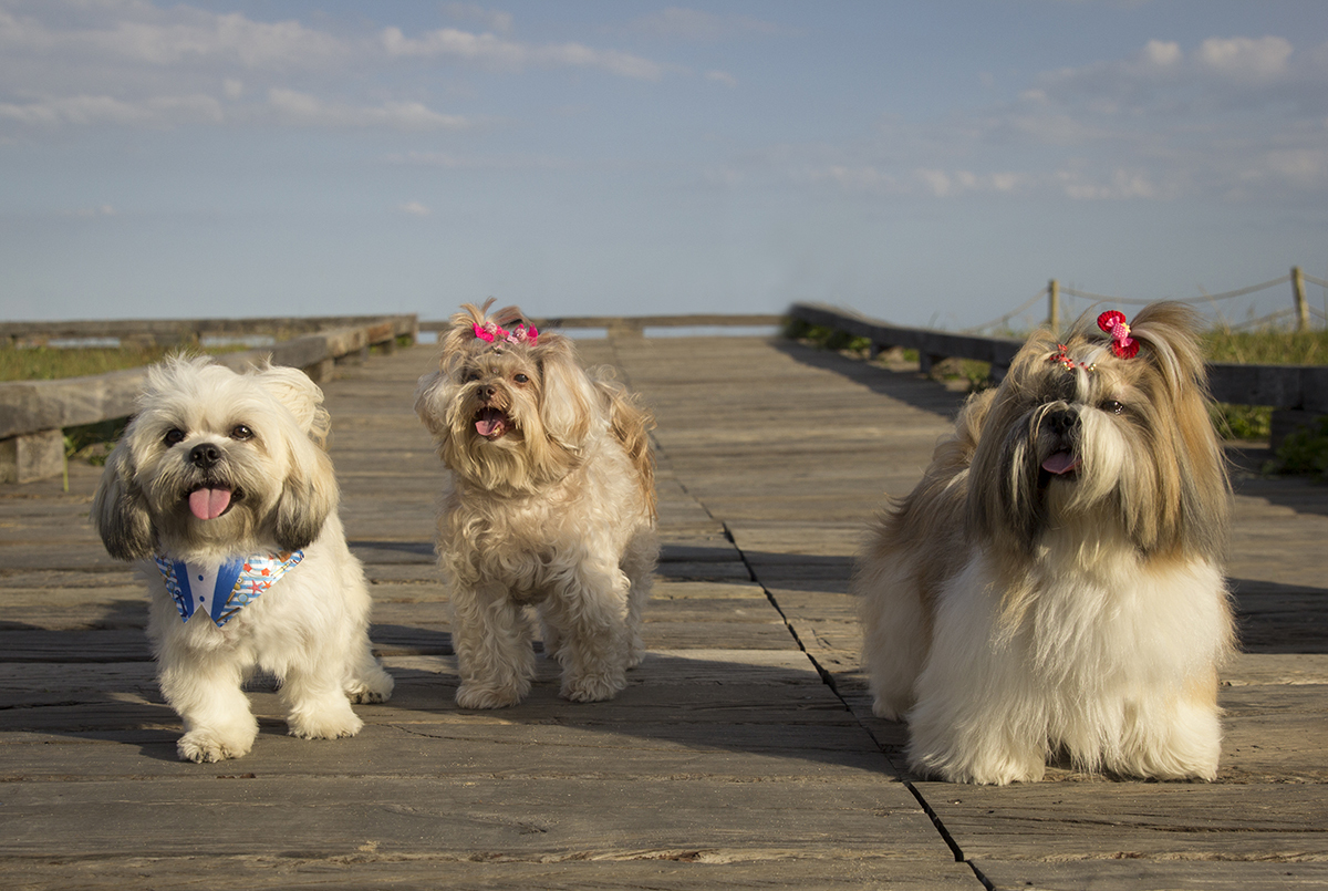Alfredo, Milka e Kiki, posam no deck da praia
